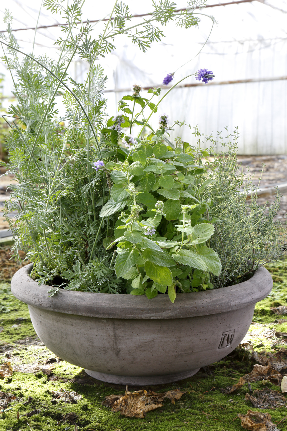 Low raw grey pot with herbs.