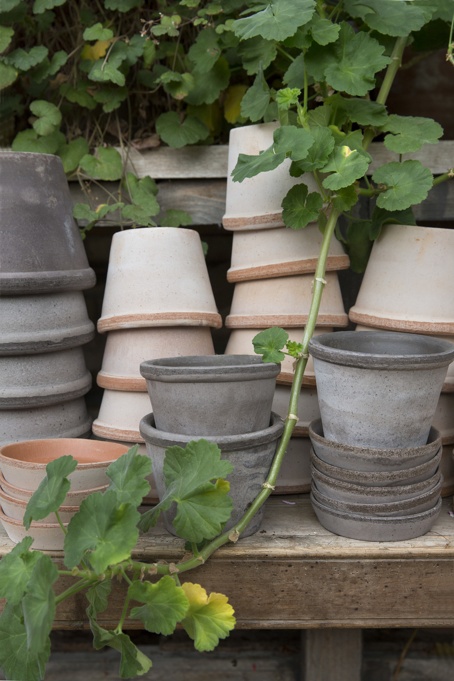 Collection of grey and rose raw pots surrounded by plants.