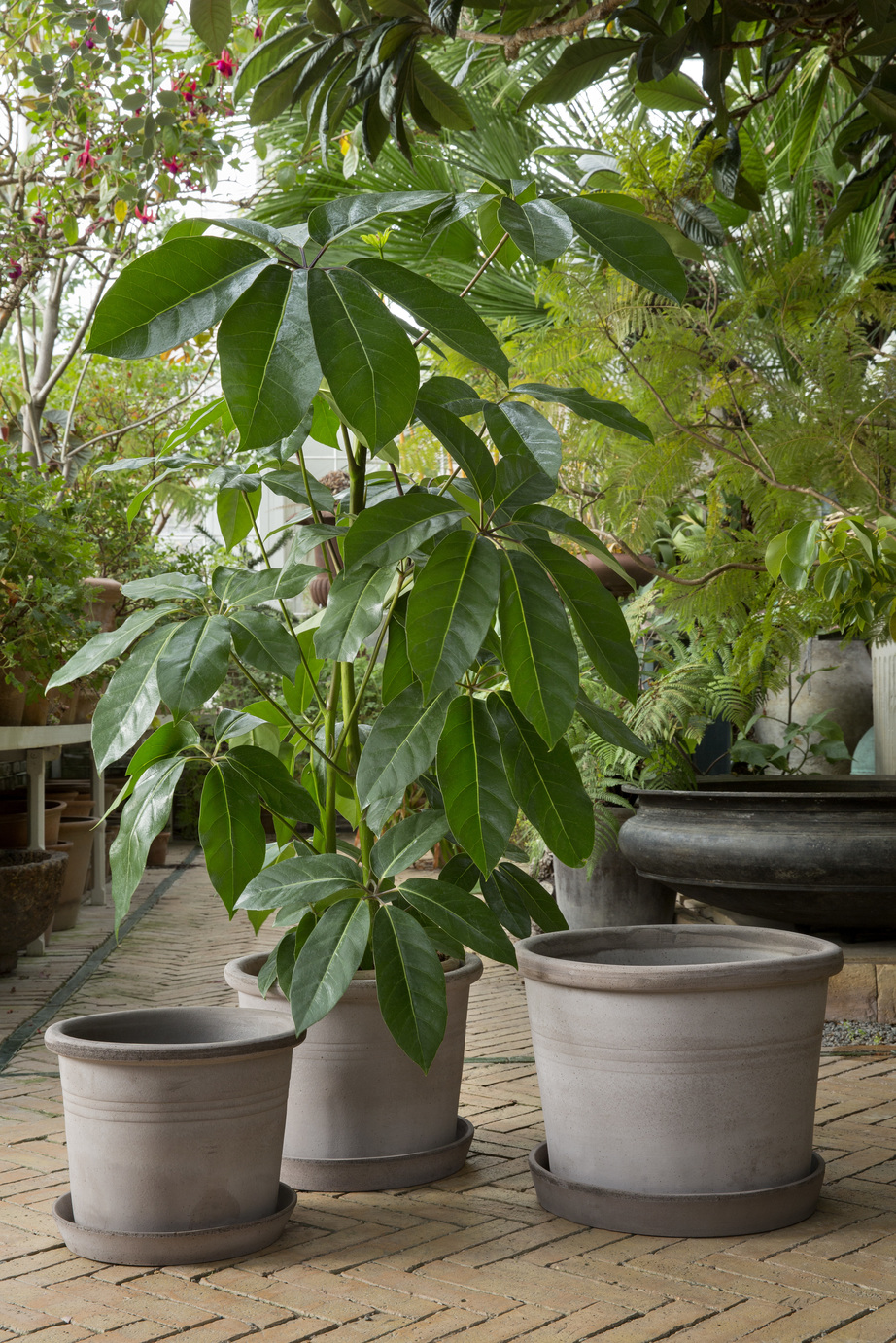 Grey cylindrical outdoor pots in a greenhouse with plants.