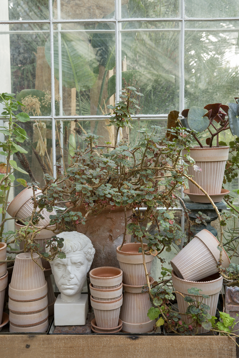 Collection of raw rose pots and plants in a greenhouse.