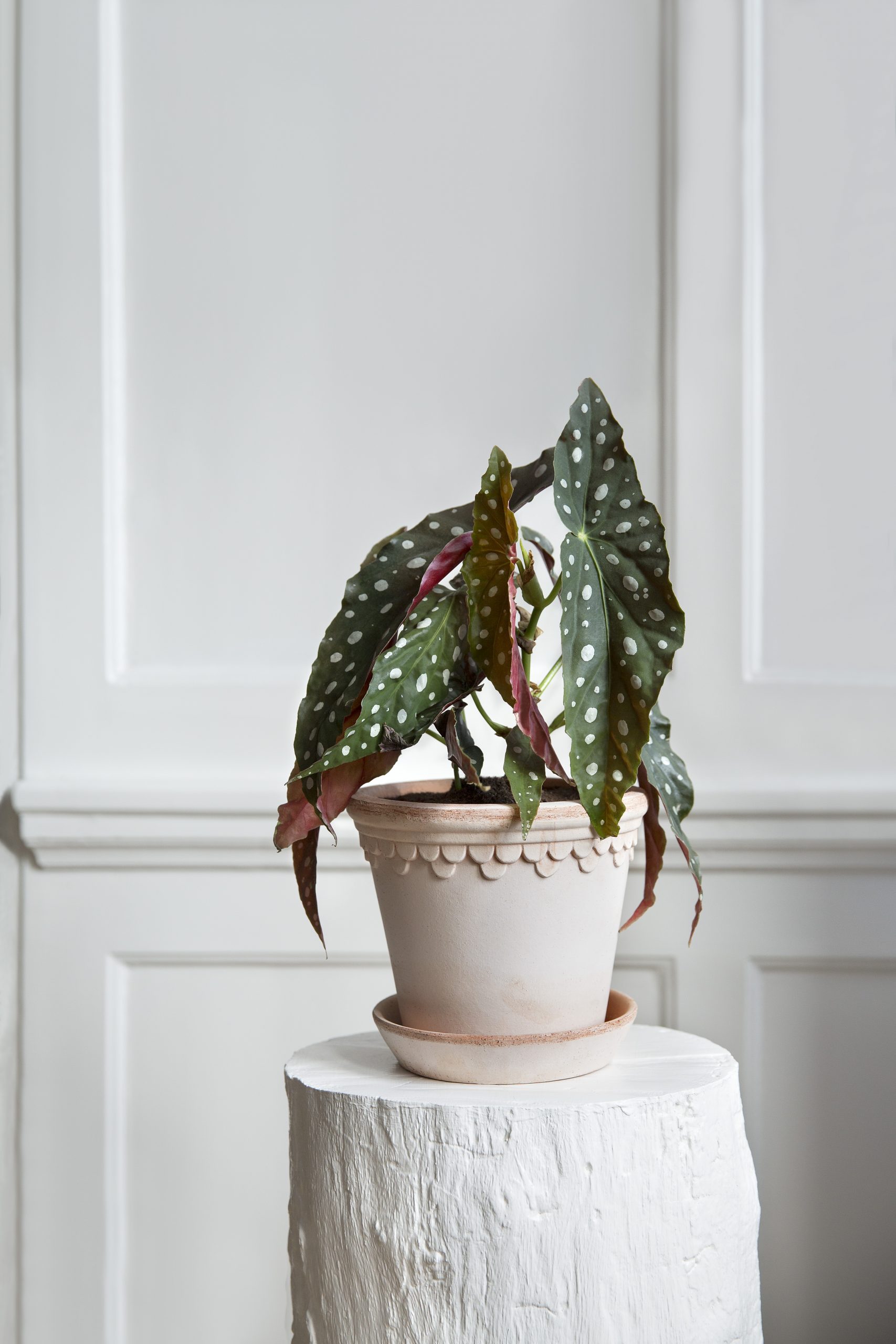 This classic Københavner pot in a classic space