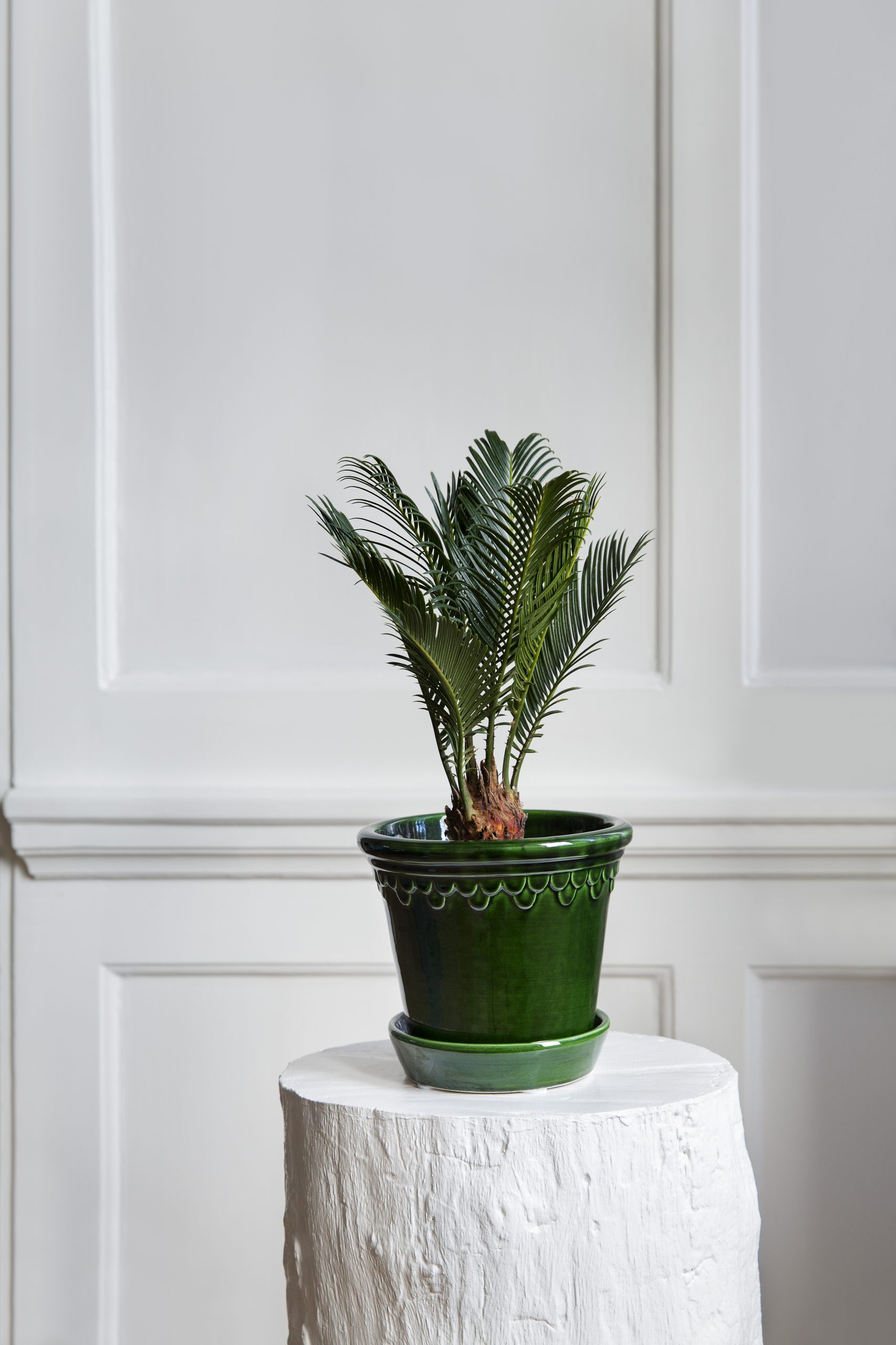 Glazed emerald green pot with small palm tree.
