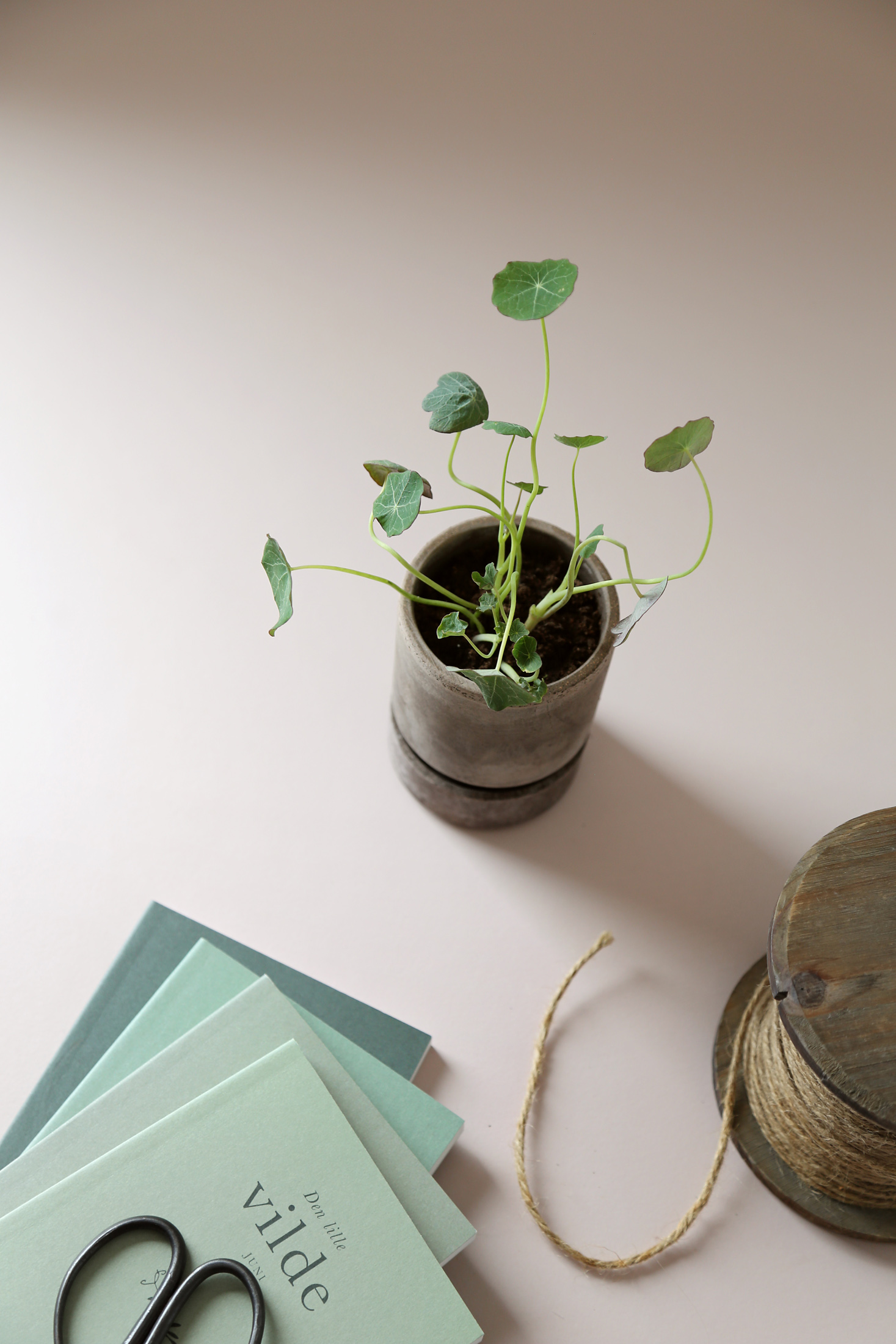 Small Hoff pot with plant next to scissor and book on table