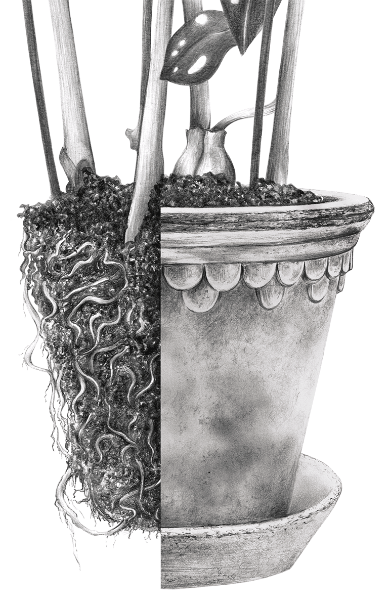 Illustration of Bergs Potter clay pot - Copenhagen pot with exposed roots