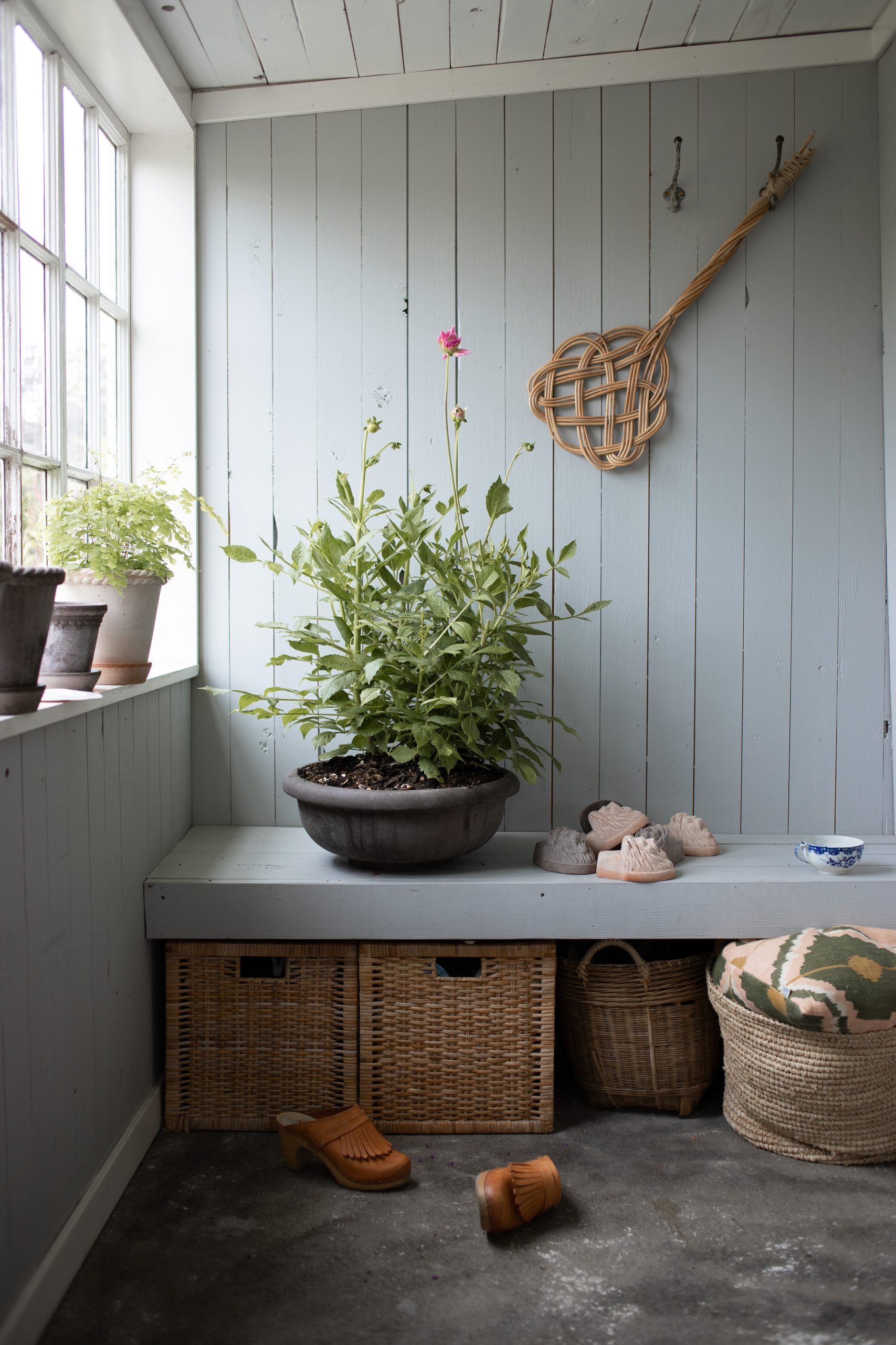 Dahlia growning in the ERBE DISH by Bergs Potter in Nordic Grey terracotta. Photo by Elle Decoration blogger Elin Lannsjö.