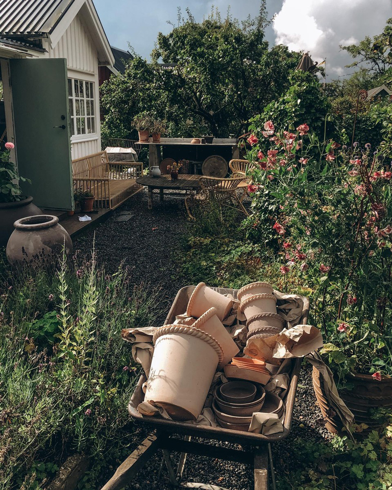 Growing in pots is giving the ability to remodel the appearance of a garden space. Photo: Elin Lannsjö.