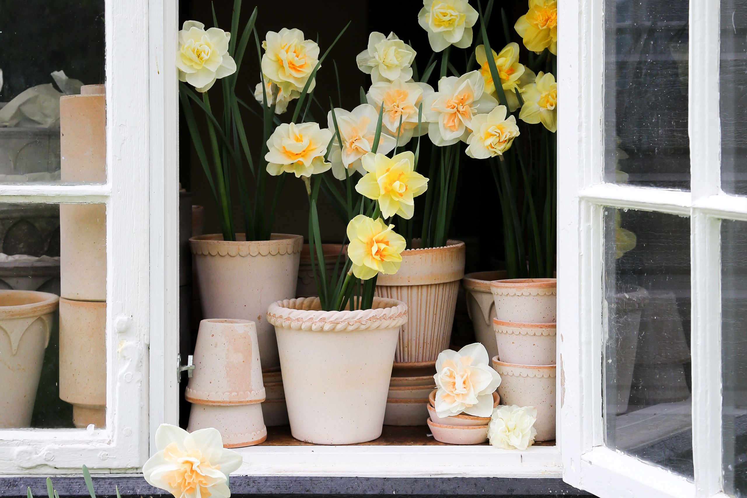 Dazzling daffodils