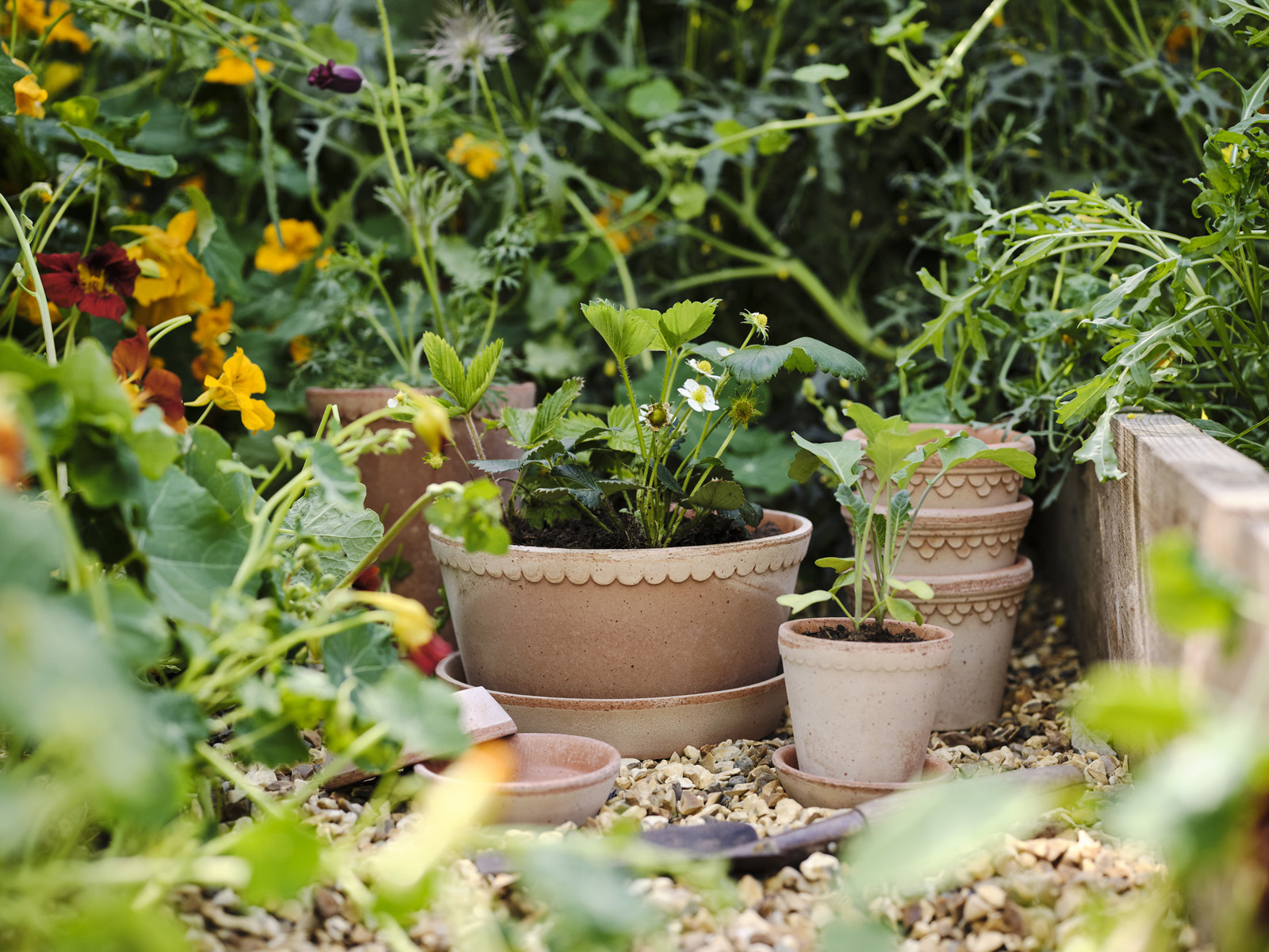 Transform your garden this spring with Bergs Potter terracotta pots. Offering the perfect balance of moisture and airflow, our pots help herbs, flowers, and vibrant blooms thrive. Embrace the timeless beauty of terracotta gardening and create a green space that flourishes. Spring Gardening with Terracotta Pots. Terracotta gardening for spring. Create a Beautiful Potted Spring Garden with Terracotta Pots