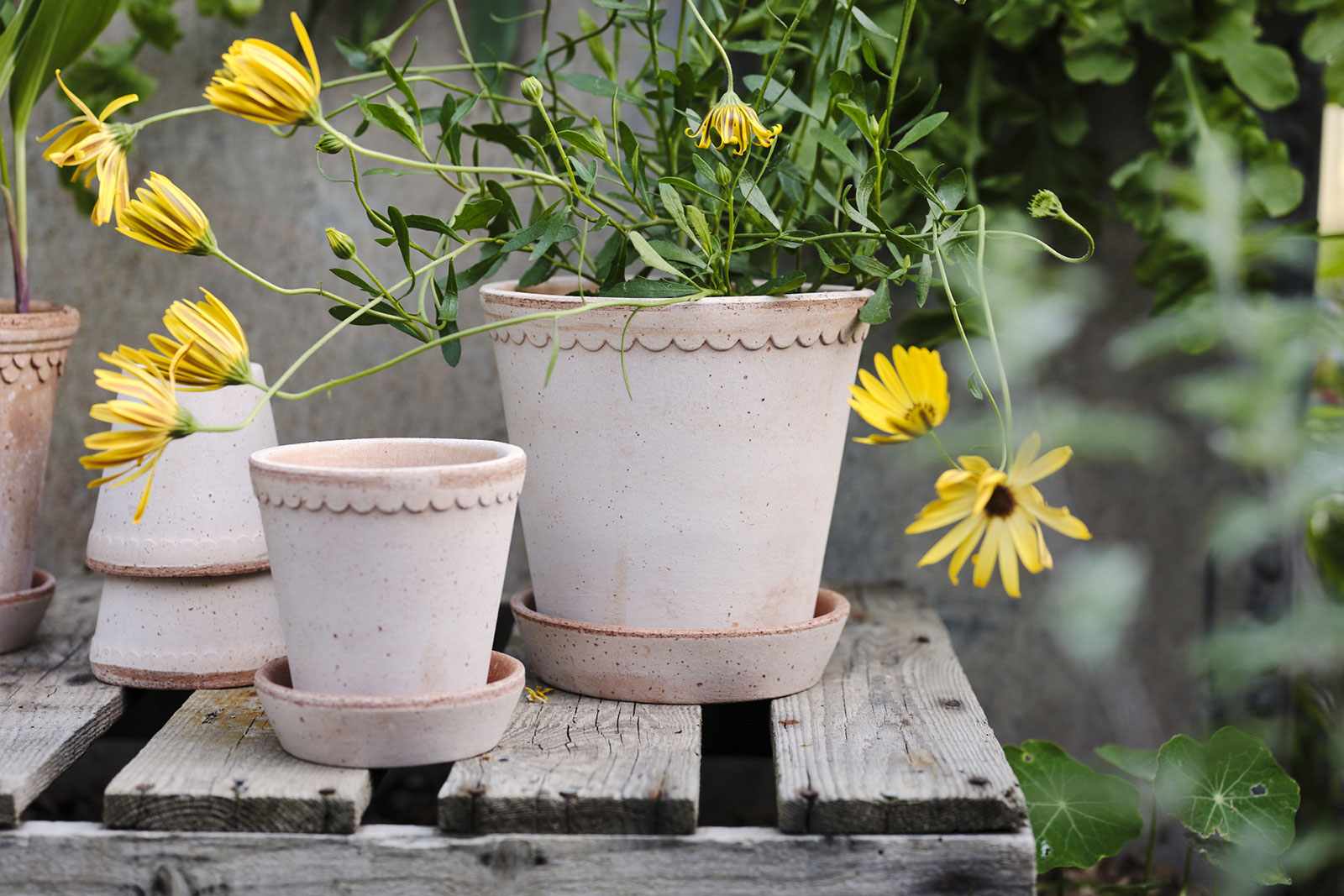 Bergs Potter Helena Ø10 and Ø18 Rosa Raw terracotta pot outdoor exterior