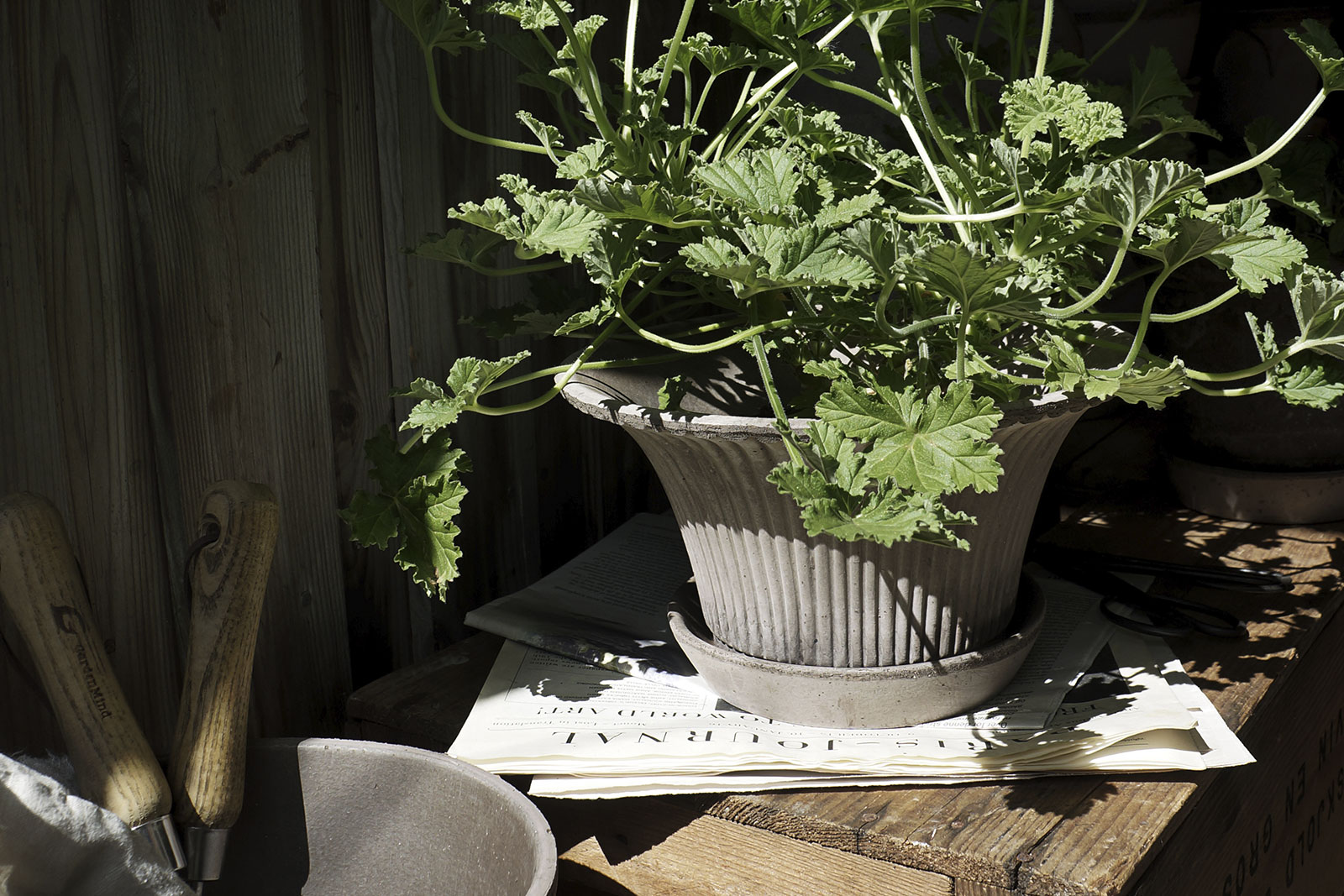 Bergs Potter. Daisy Pot in size Ø30 in grey raw terracotta. Indoor and outdoor