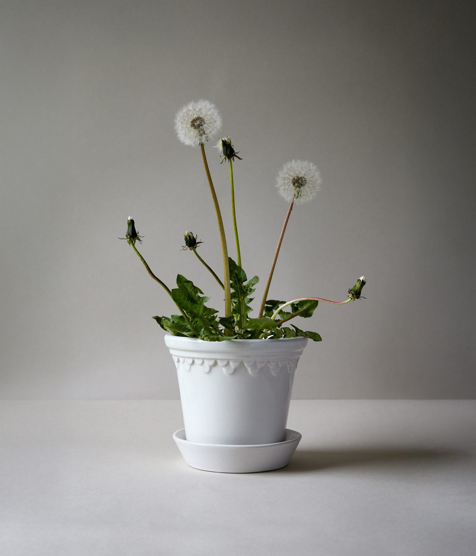 Bergs Potter Glazed Københavner pot in Ø16 mineral white with wild weeds