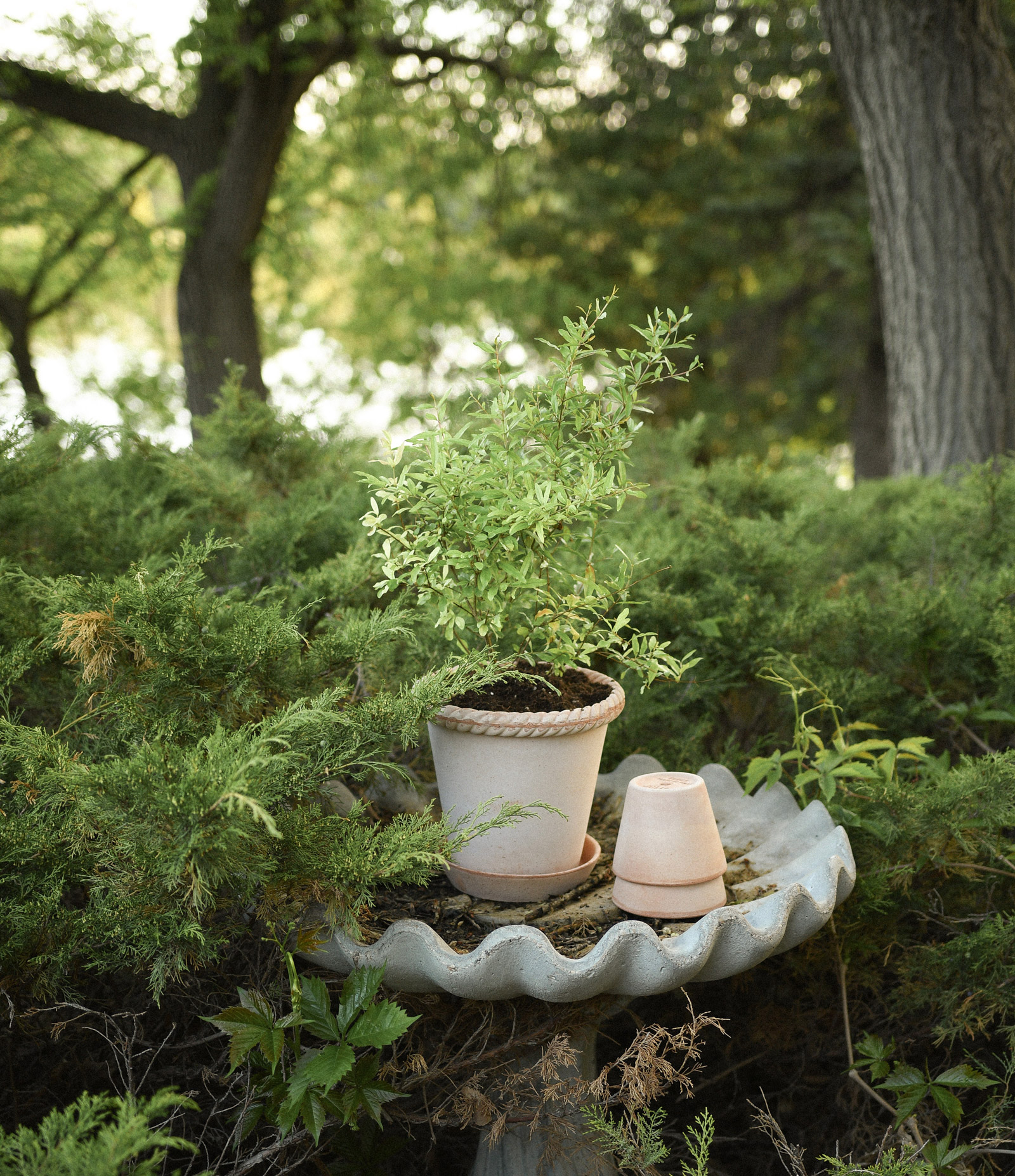 Bergs Potter raw rosa terracotta pots. Emilia and Julie in the nature.