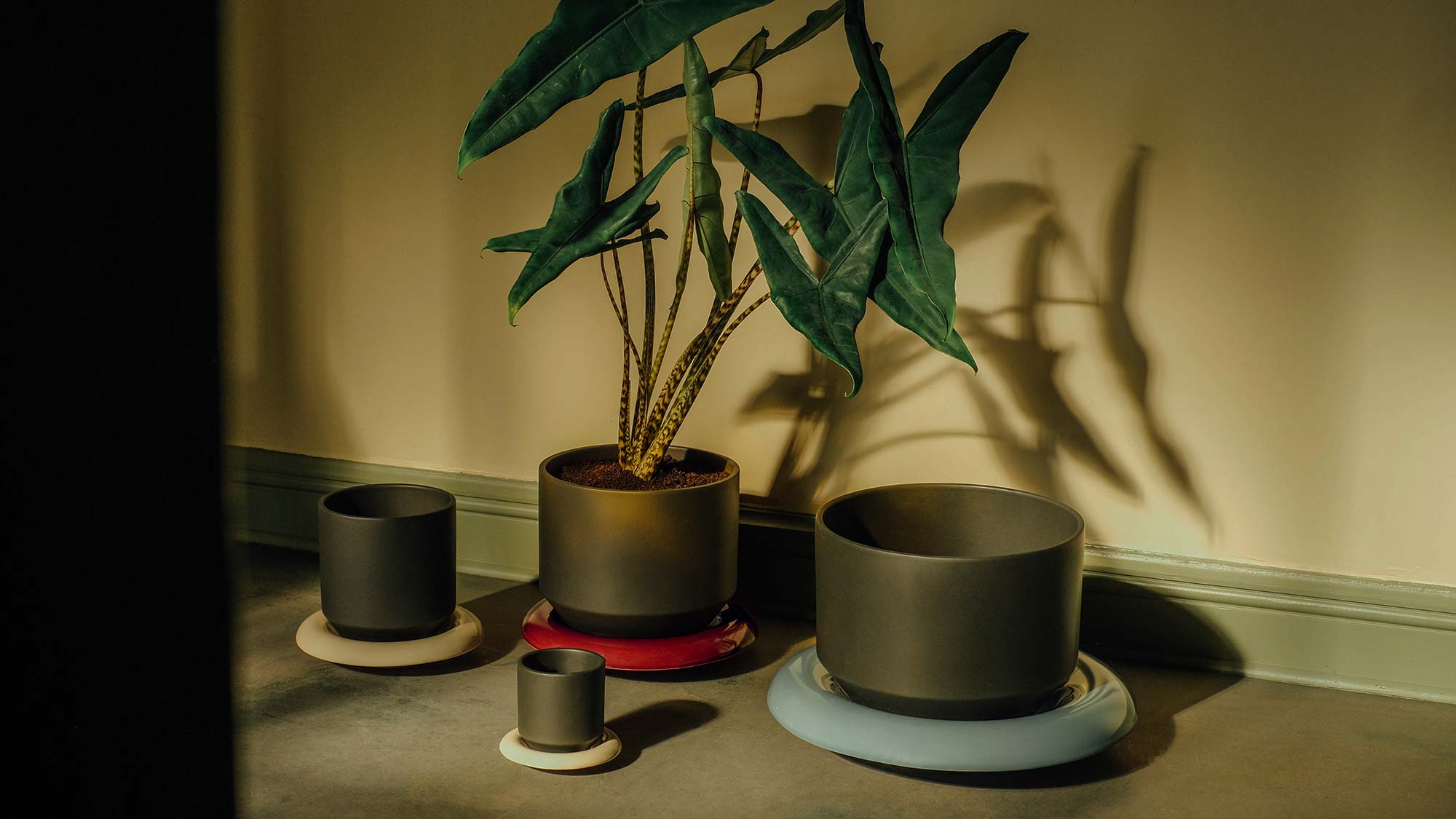 Set of charcoal grey Bergs Potter Lily pots with colorful saucers in red, blue, and cream