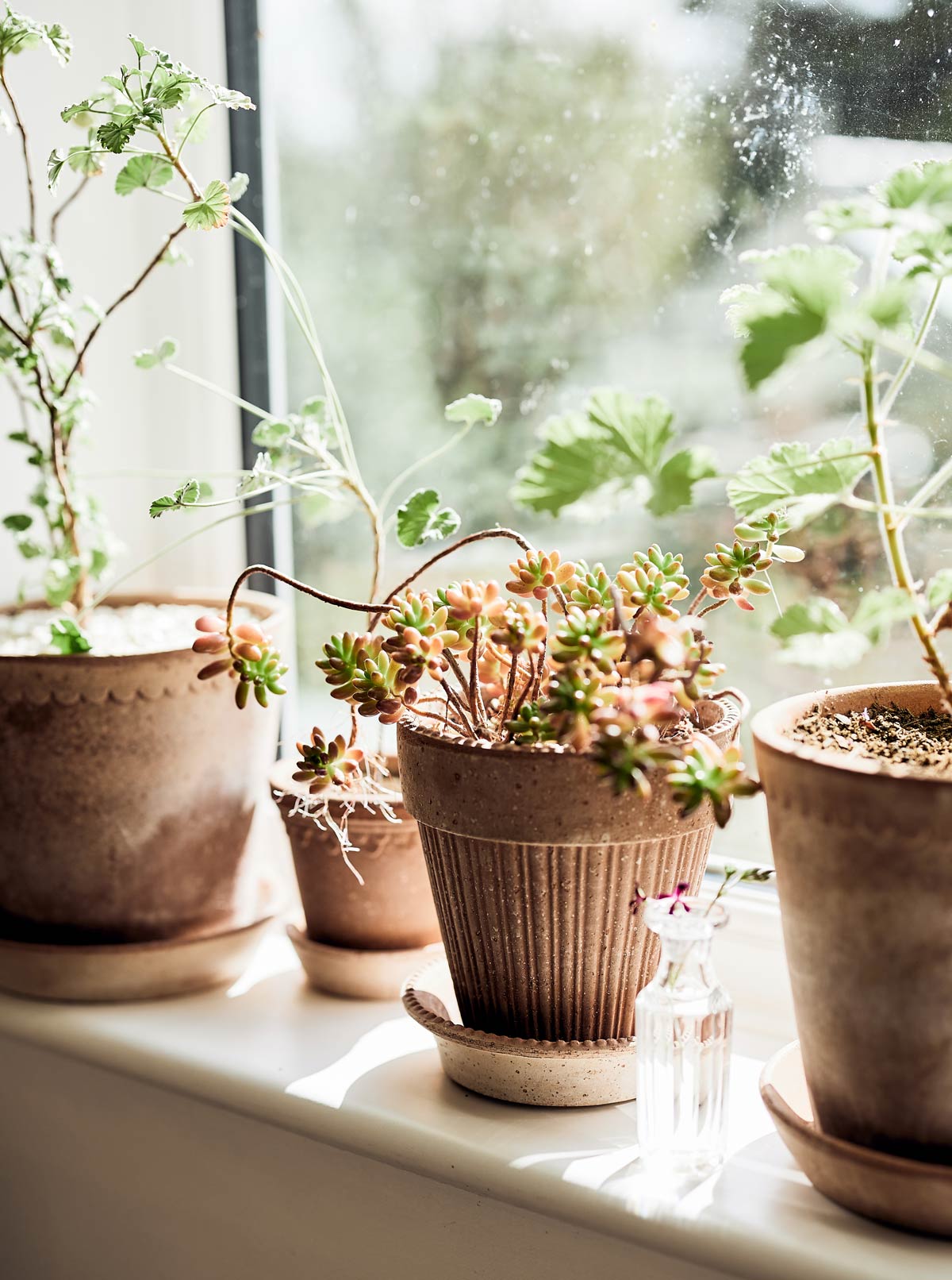 Autumn light Bergs Potter terracotta pots on windowsill