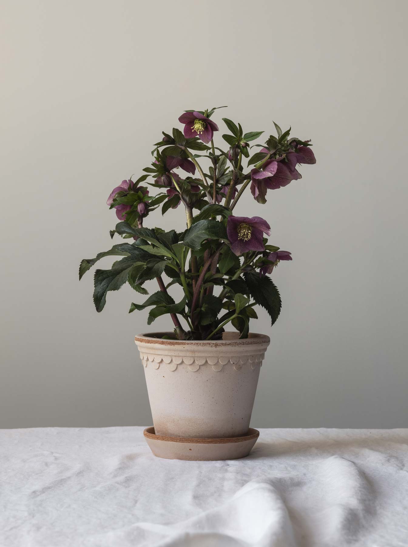 Københavner Ø16 rosa Hellebore blooming in Bergs Potter Københavner rosa terracotta pot