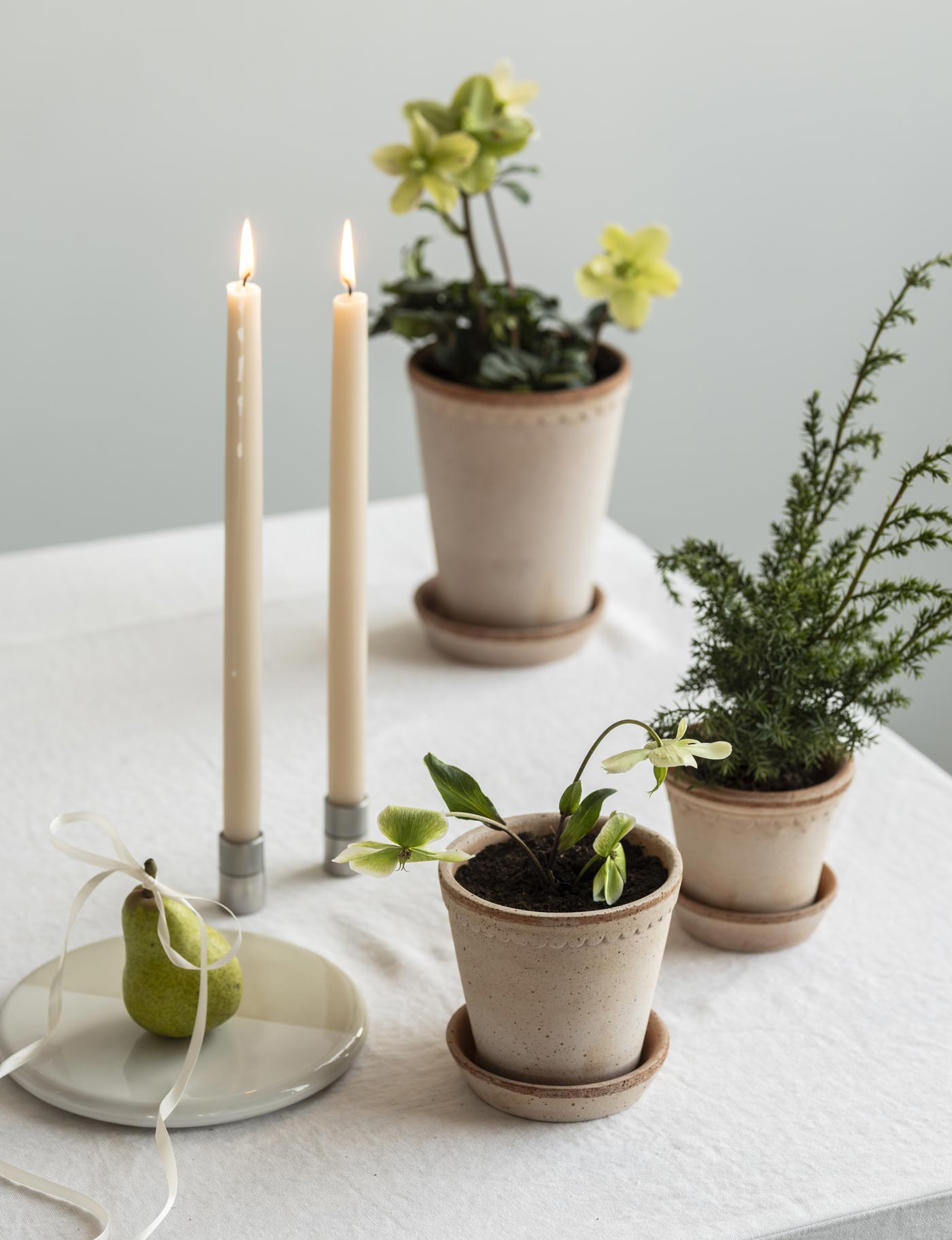 Holiday table with terracotta pots Hellebores and candles on holiday table in terracotta