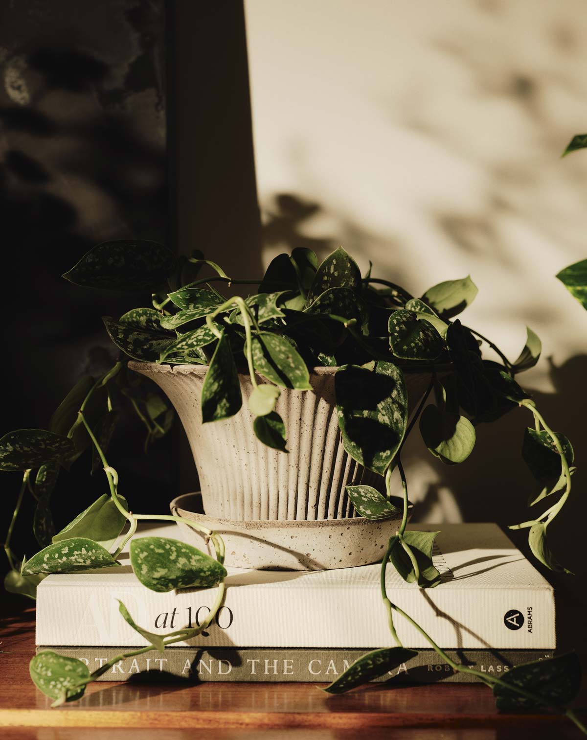 Autumn light Bergs Potter Daisy pot on books with greenery.
