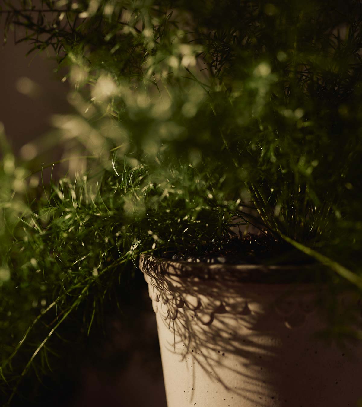 Autumn light on Bergs Potter Københavner pot with green foliage