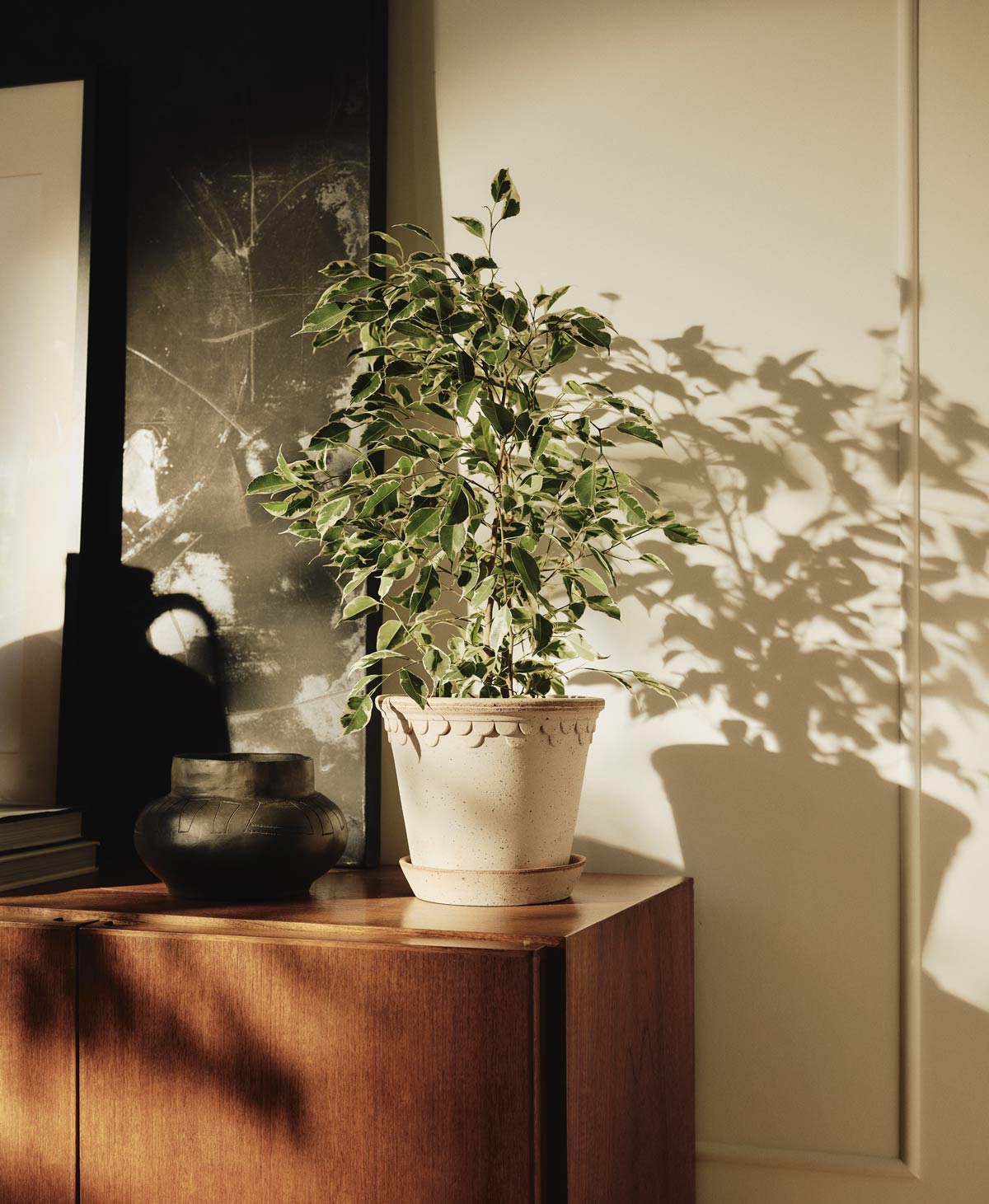 Autumn light Bergs Potter Københavner pot with fig tree