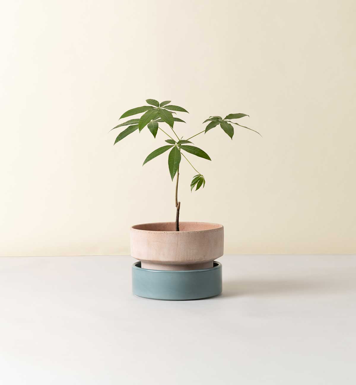 Bergs Potter Hoff pot in terracotta with a small green plant, placed on a blue saucer against a light background.
