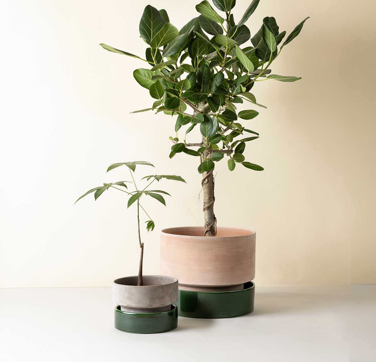 Bergs Potter Hoff pots in natural tones with two green plants, one tall and full in a terracotta pot and one smaller in a grey pot, both on dark green saucers against a light background.