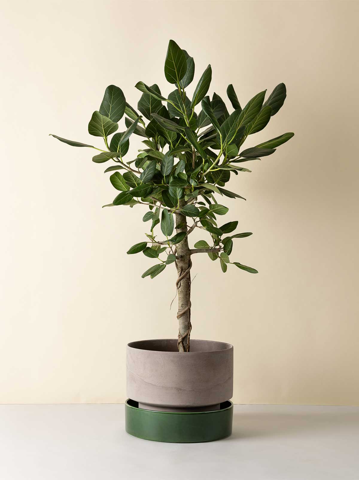 Bergs Potter Hoff pot in grey with a tall green plant, placed on a dark green saucer against a light background.