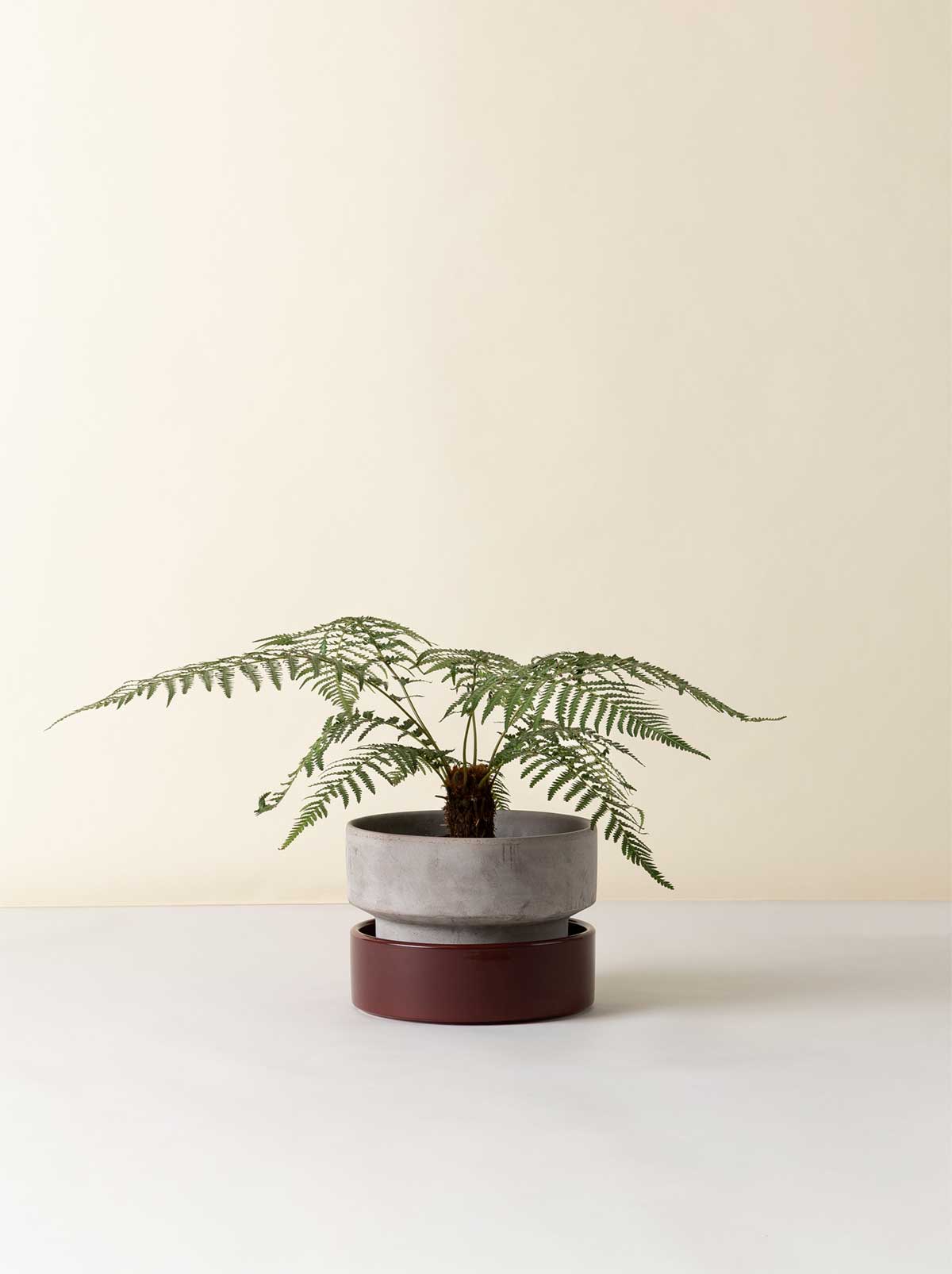 Bergs Potter Hoff pot in grey with a fern, placed on a dark red saucer against a light background.