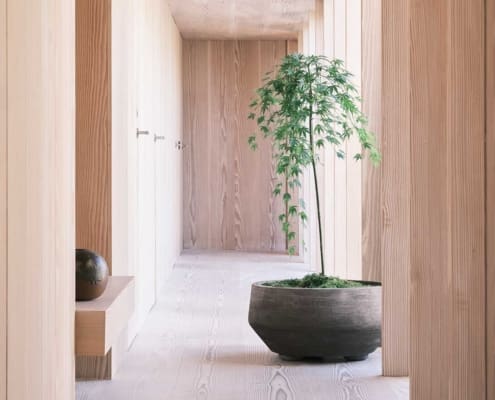 Bergs Potter Doma pot in Grey terracotta with a sculptural indoor tree by a large window.