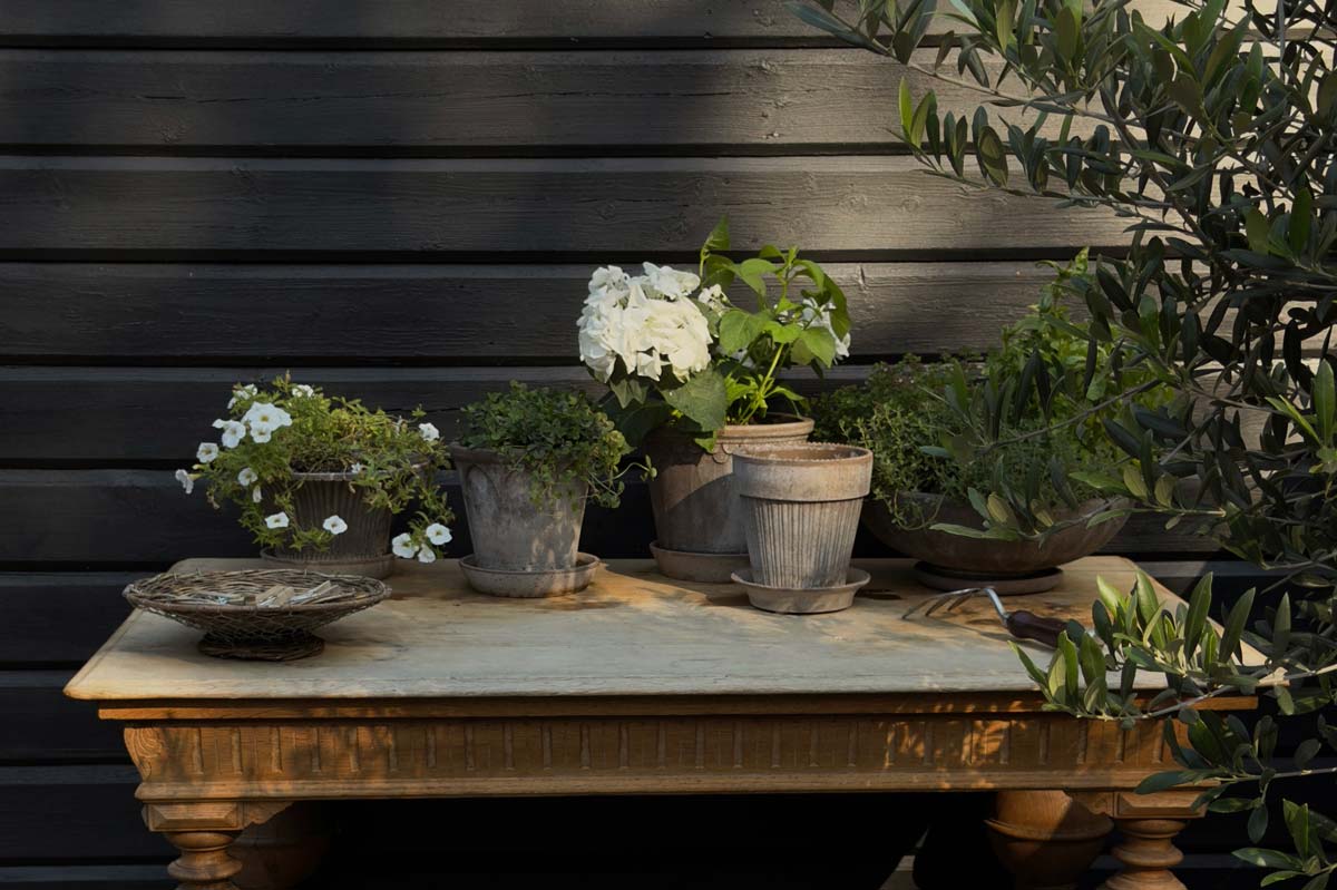 Terracotta pots with green plants and white hydrangeas arranged on a wooden table outside a dark wooden Danish summer house.
