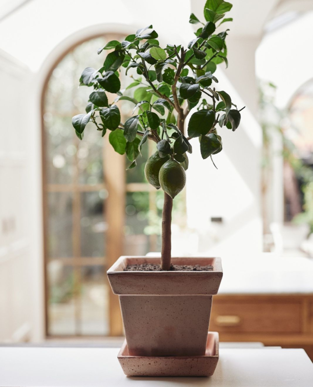 C*Y様 Bergs Potter  Mineral Whi Bergs Potter – The Old Yew Plant Shop